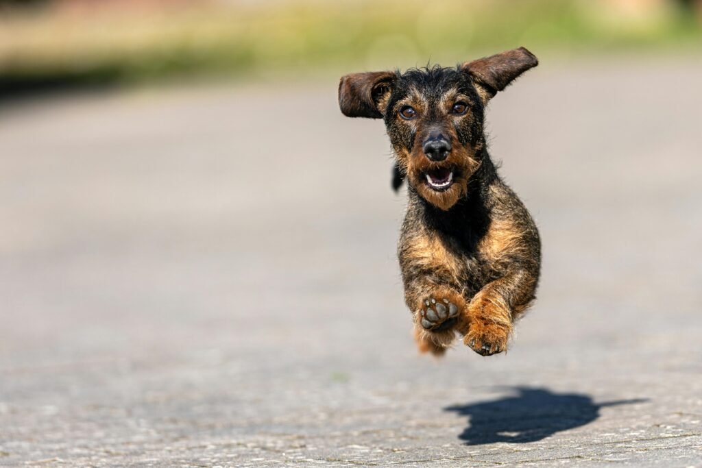 pexels-oliver-wagenblatt-2151983392-32044336